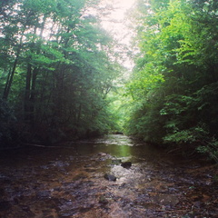 Laurel Fork Creek, Big South Fork country